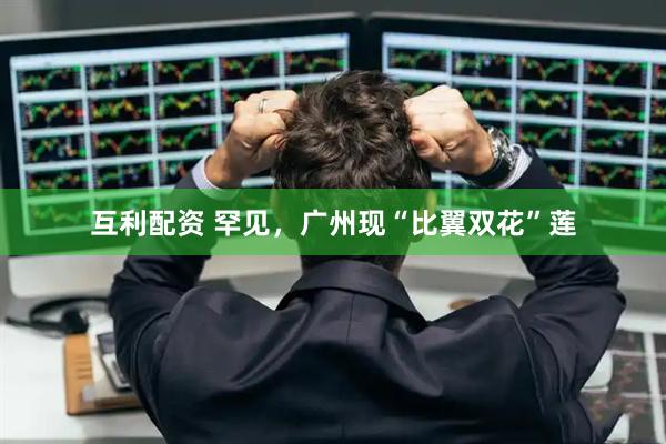 互利配资 罕见，广州现“比翼双花”莲